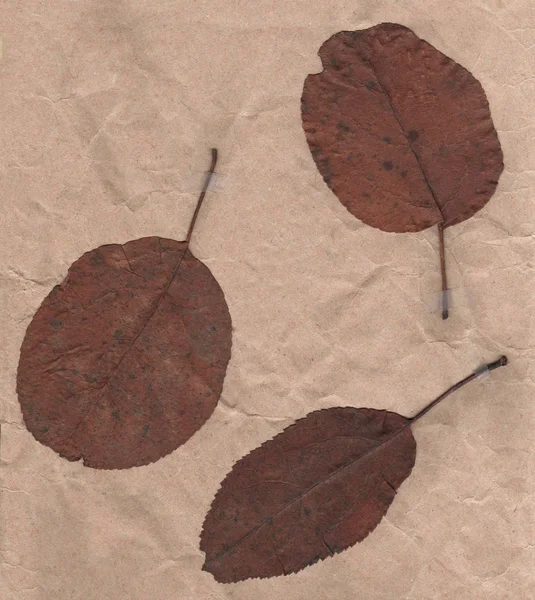 Dead apple tree leaves — Stock Photo, Image