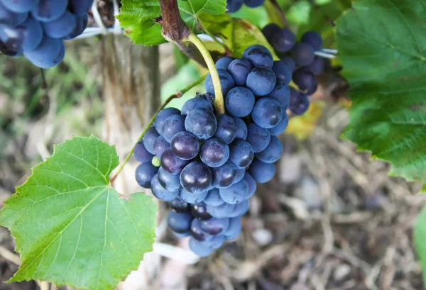 Uvas de vinho azul no jardim de verão . — Fotografia de Stock