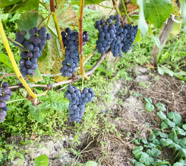 Niebieskie winogrona w ogrodzie letnim. — Zdjęcie stockowe