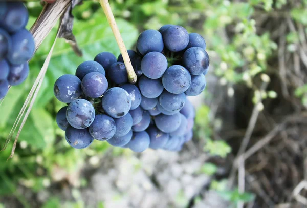 Blue wine grapes in summer garden. — Stock Photo, Image