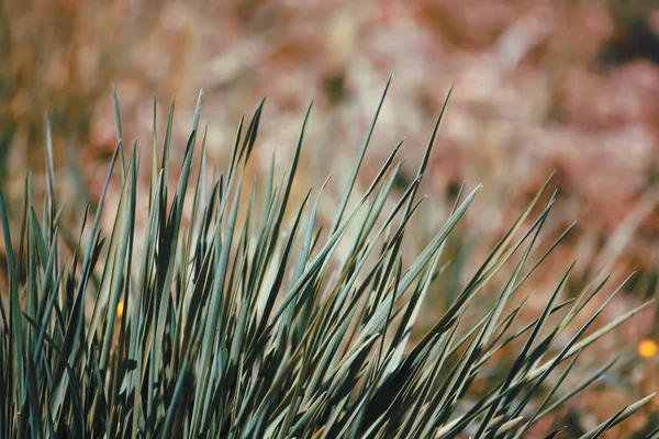 Herbe de printemps verte fraîche — Photo