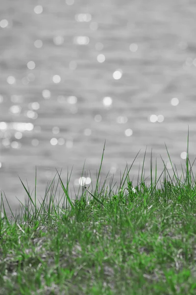 新鮮な緑の春の草 — ストック写真