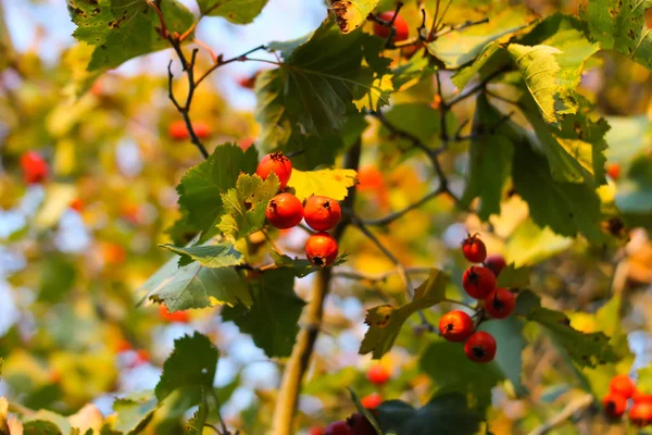 Reife Rote Beeren Der Pflanze Crataegus Laevigata Midland Weißdorn Mayflower — Stockfoto