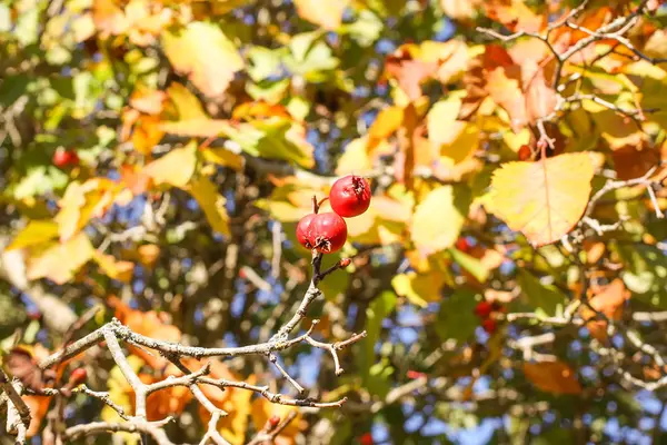 Zralé Červené Bobule Rostliny Crataegus Laevigata Midland Hawthorn Mayflower Fruits — Stock fotografie