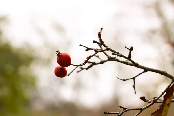 Dojrzałe Czerwone Jagody Rośliny Crataegus Laevigata Jastrząb Środkowy Owoce Majerankowca — Zdjęcie stockowe