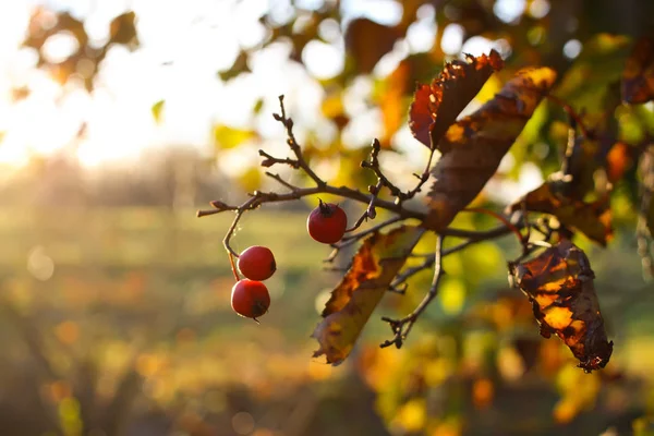 Baies Rouges Mûres Plante Crataegus Laevigata Aubépine Des Midlands Fruits — Photo