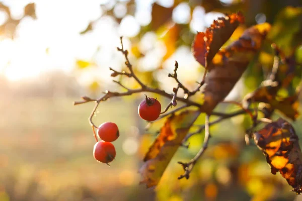 Ripe Red Berries Crataegus Laevigata Plant Midland Hawthorn Mayflower Fruits — Stock Photo, Image