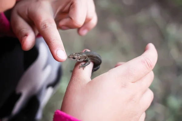 Kleine Hagedis Hand Van Een Meisje — Stockfoto