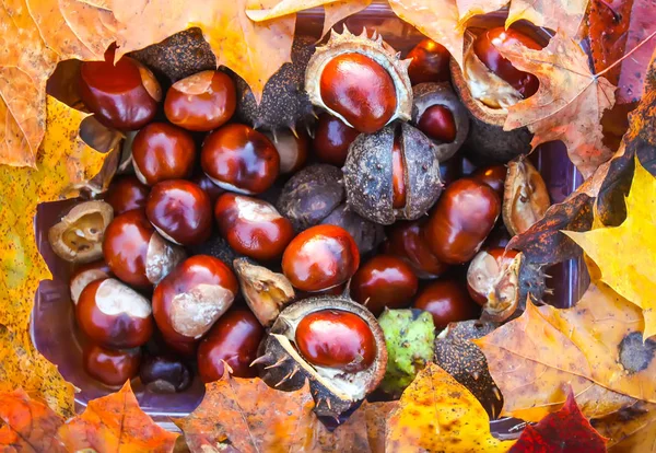 秋の公園の湿った茶色の葉の上の馬栗またはイソキュラスカバスタヌム — ストック写真