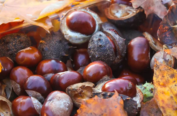 Horse Chestnuts Aesculus Hippocastanum Close — 스톡 사진