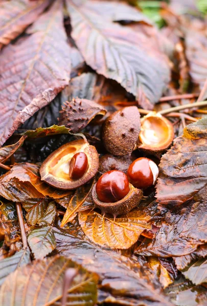 Castanhas Cavalo Aesculus Hippocastanum Folhas Marrons Molhadas Parque Outono — Fotografia de Stock