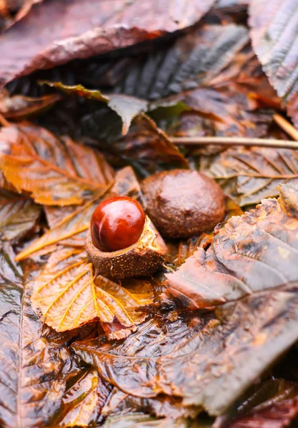 Castanhas Cavalo Aesculus Hippocastanum Folhas Marrons Molhadas Parque Outono — Fotografia de Stock