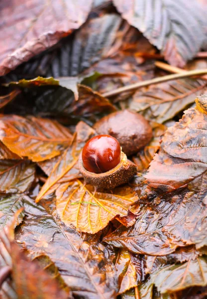 Castanhas Cavalo Aesculus Hippocastanum Folhas Marrons Molhadas Parque Outono — Fotografia de Stock