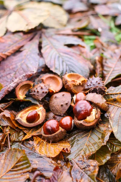 Castanhas-de-cavalo ou frutos de Aesculus hippocastanum no outono . — Fotografia de Stock