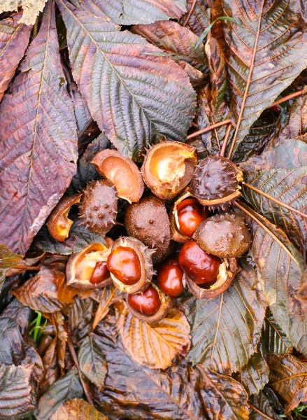 Castanhas-de-cavalo ou frutos de Aesculus hippocastanum no outono . — Fotografia de Stock