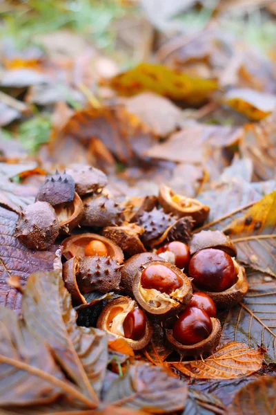 Castañas de Indias o frutos de Aesculus hippocastanum en otoño . —  Fotos de Stock