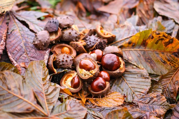 Marrons d'Inde ou fruits d'Aesculus hippocastanum en automne . — Photo