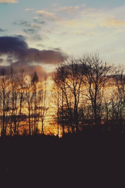 Parlak günbatımı arka planında ağacın dalları