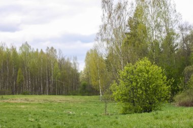 Bahar manzara kırsal kesimde.
