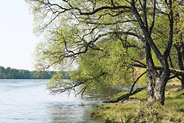 Lago Lettonia Paesaggio Primavera — Foto Stock