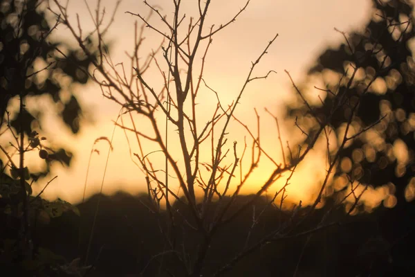 Schöne Wolkenlandschaft Sonnenuntergangslandschaft Mit Hellem Himmel Und Ästen — Stockfoto