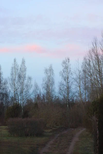 Herbstbäume Bei Sonnenuntergang — Stockfoto