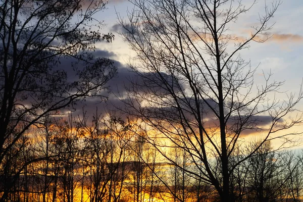 明亮落日背景下的树枝 — 图库照片