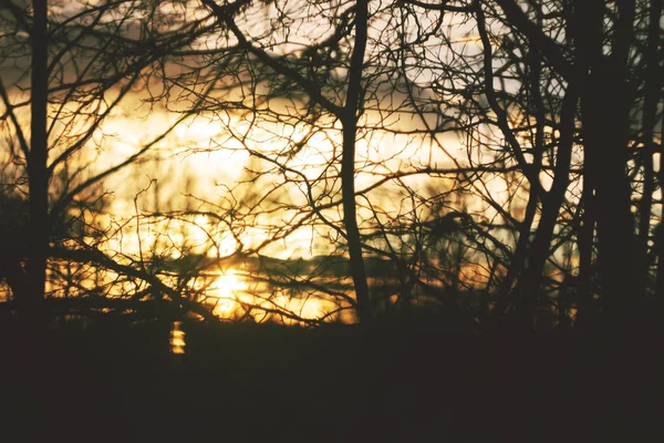 Äste Des Baumes Vor Hellem Sonnenuntergang — Stockfoto