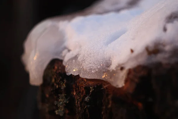 森の中に氷で覆われた白樺の木の切り株 — ストック写真