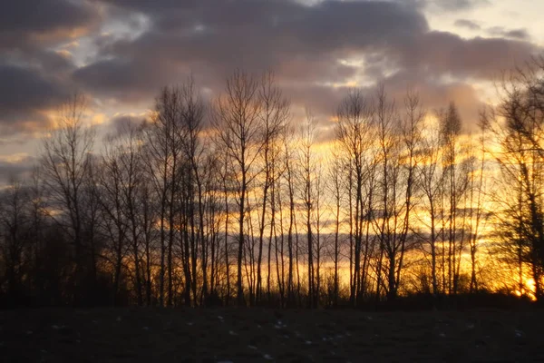 明るい日没の背景にある木の枝 — ストック写真