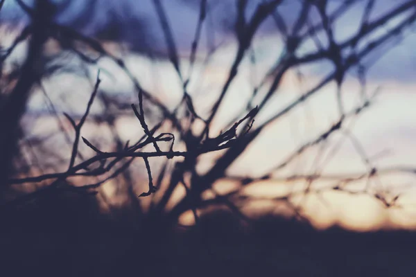 Větve Stromu Jasném Pozadí Západu Slunce — Stock fotografie