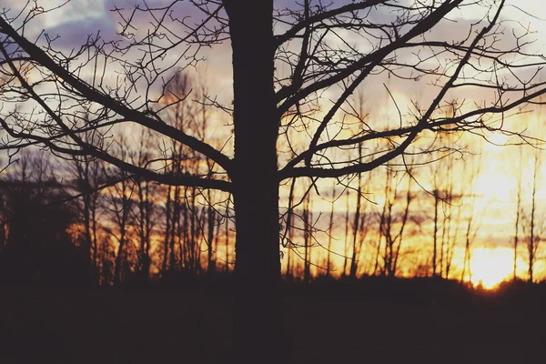 Äste Des Baumes Vor Hellem Sonnenuntergang — Stockfoto