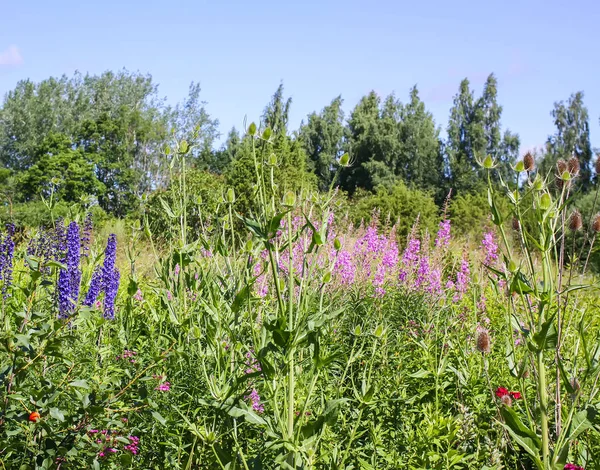 Sommerlandschaft Auf Dem Land Mit Blühenden Lupinus Pflanzen — Stockfoto