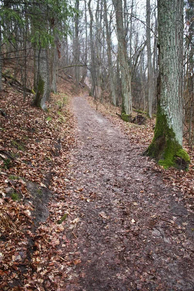 Pad Door Het Herfstbos Letland — Stockfoto