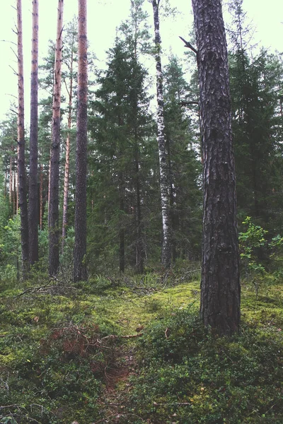 Schöne Frühlingswaldlandschaft Lettland Osteuropa — Stockfoto