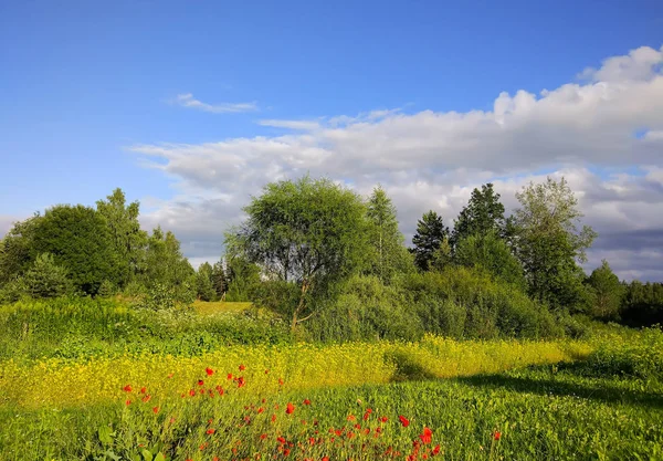 Kırsal Kesimde Yaz Manzarası Parlak Mavi Gökyüzü Parlak Yabani Çiçekler — Stok fotoğraf