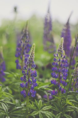 Vahşi mor lupinler çiçekleri. Lupinus polifilus bitkisi yazın çiçek açar..