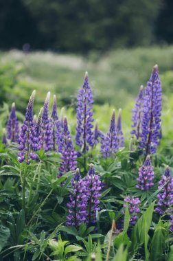 Vahşi mor lupinler çiçekleri. Lupinus polifilus bitkisi yazın çiçek açar..