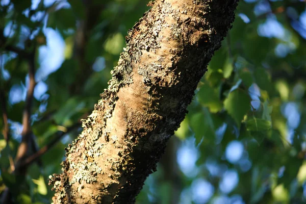 木の樹皮と夏の自然背景 — ストック写真
