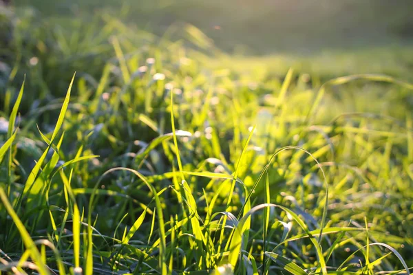 Fondo de naturaleza de verano . — Foto de Stock