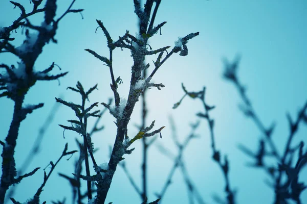 秋天的自然细节 雪地里的树枝 — 图库照片