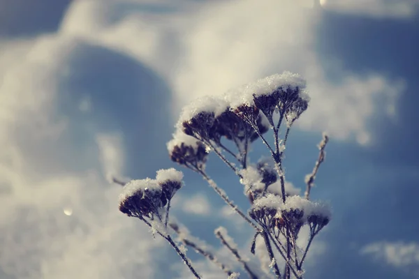 Hierba Seca Nieve — Foto de Stock