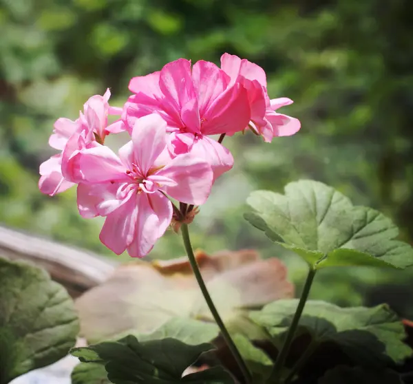 Heranium Bloomung Pink Flowers Close Outdoor — Foto de Stock