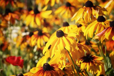 Çiçek rudbeckia bahçesinde, yakın çekim