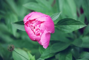 Güzel Şakayık çiçeği Bahçe yakın çekim yaz aylarında çiçek açan