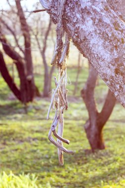 Yaz parkında elma ağacında asılı tahta çubuk dekoru..