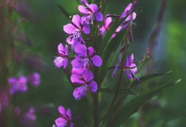 Çiçek açan Sally. Epilobium angustifolium, Epilobium çiçeği, Purple Alpine Fireweed.