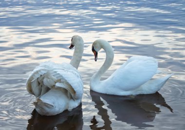Two white swans swimming on a water