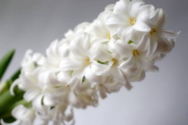 Sümbül çiçeği. Eski tahıl etkisi. Vintage filtrelenmiş resim