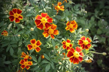 Sarı kadife çiçekleri erekte eder